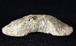Alveolites sp. LAMARCK 1801 + Pygidium einer Calymene - Bild © FossNet FossilienStore